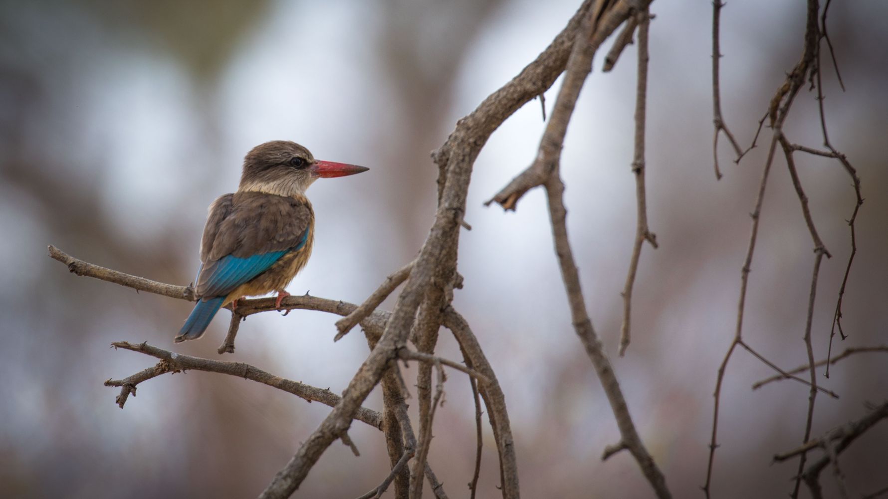 checkliste-ornithologie