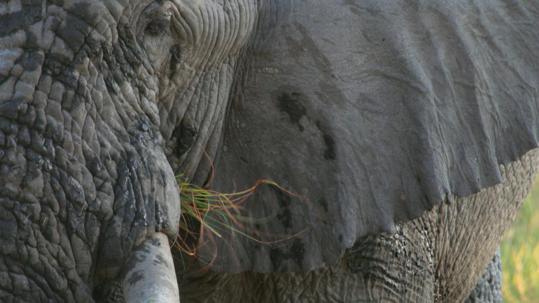 rangerausbildung-wissen-saeugetiere-elefant-natucate