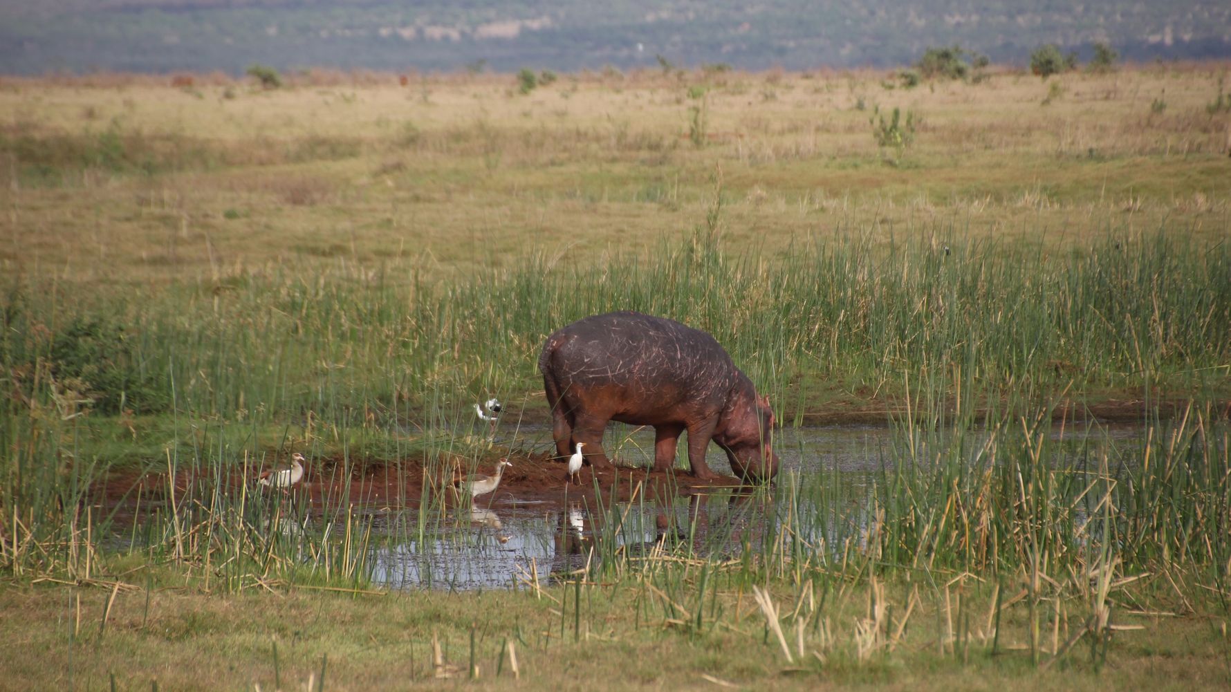 erfahrungsberichte-rangerkurse-field-guide-level-1-kea-flusspferd