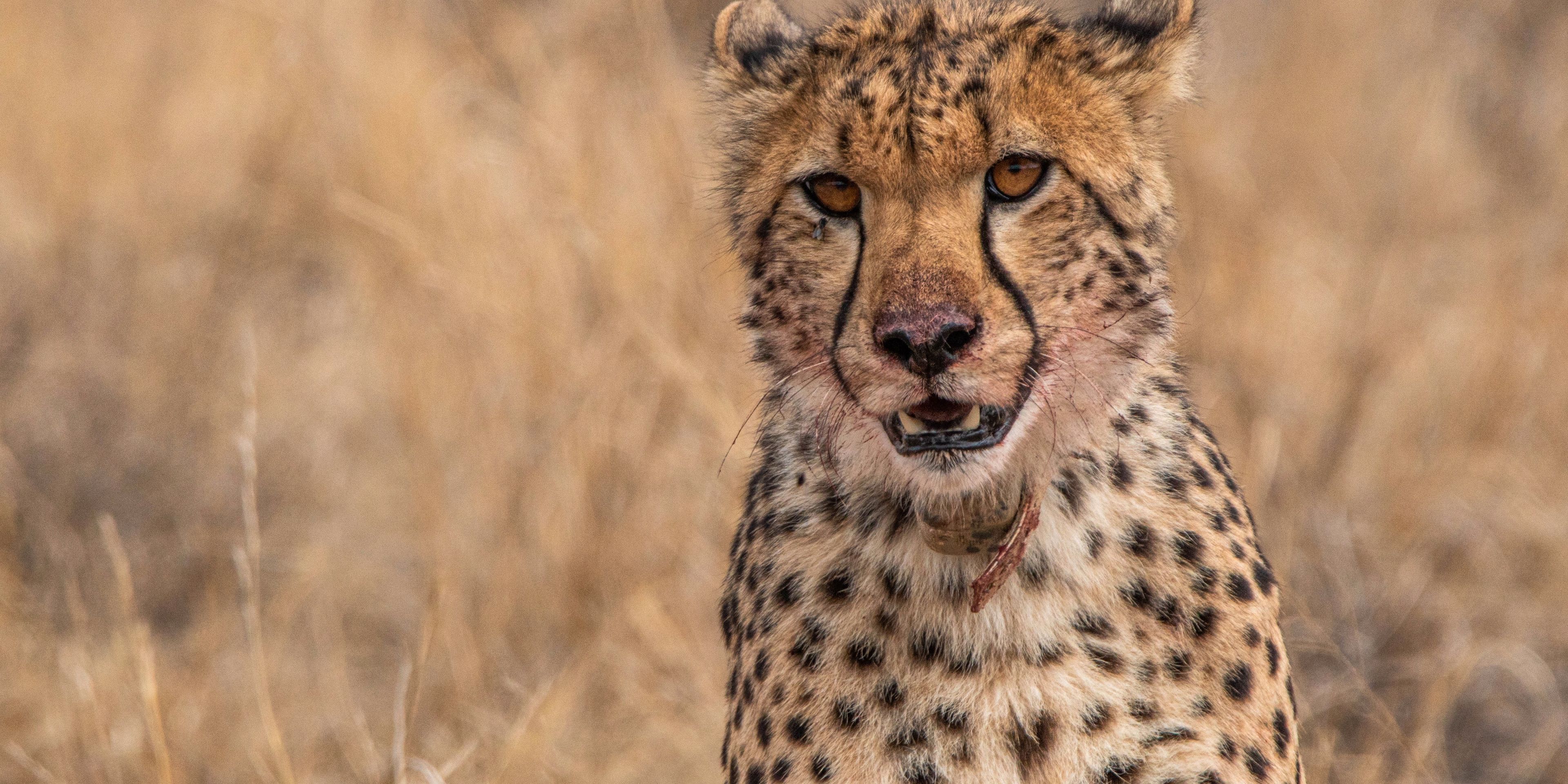 natucate-guide-course-safari-guide-cheetah