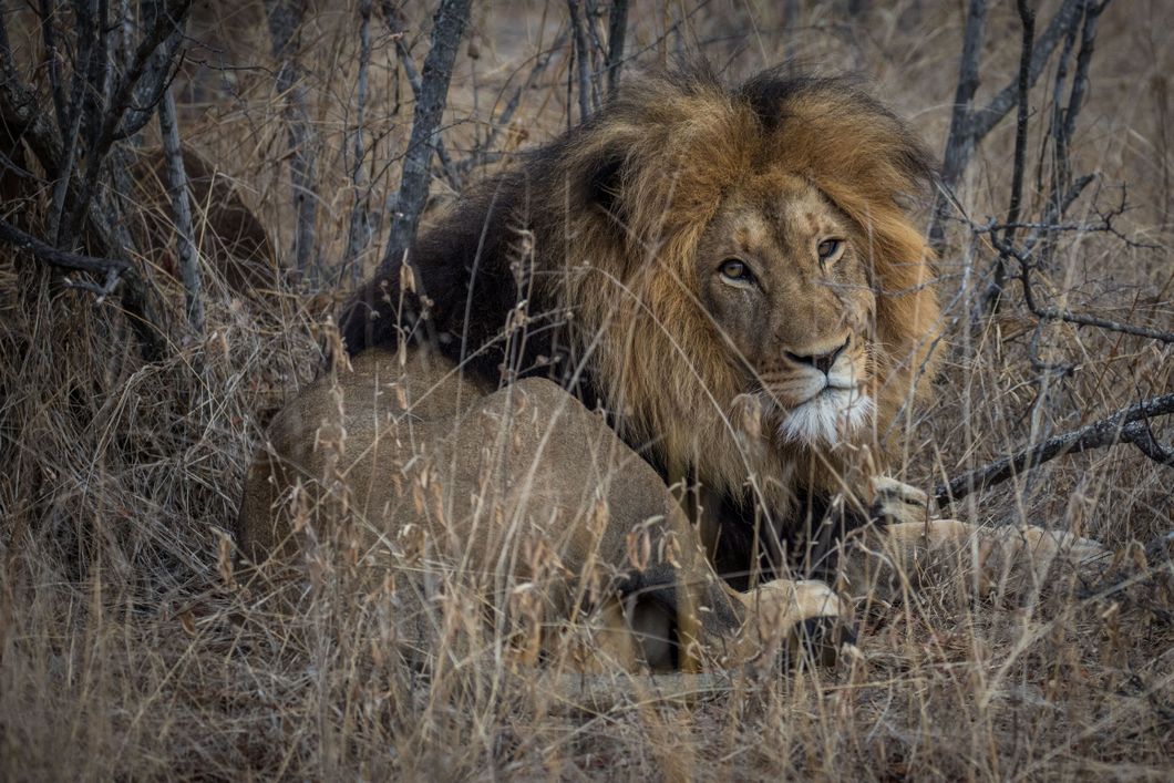 Ein ruhender Loewe im Busch Afrikas beobachtet die Teilnehmer des Rangerkurses bei ihrer Pirschwanderung