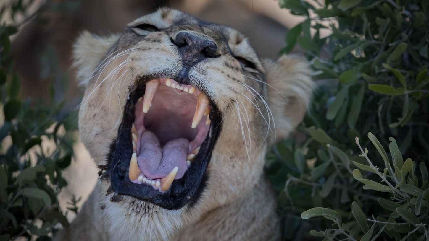 blog-ratgeber-ranger-ausbildung-ecotraining-webinar-loewe-natucate