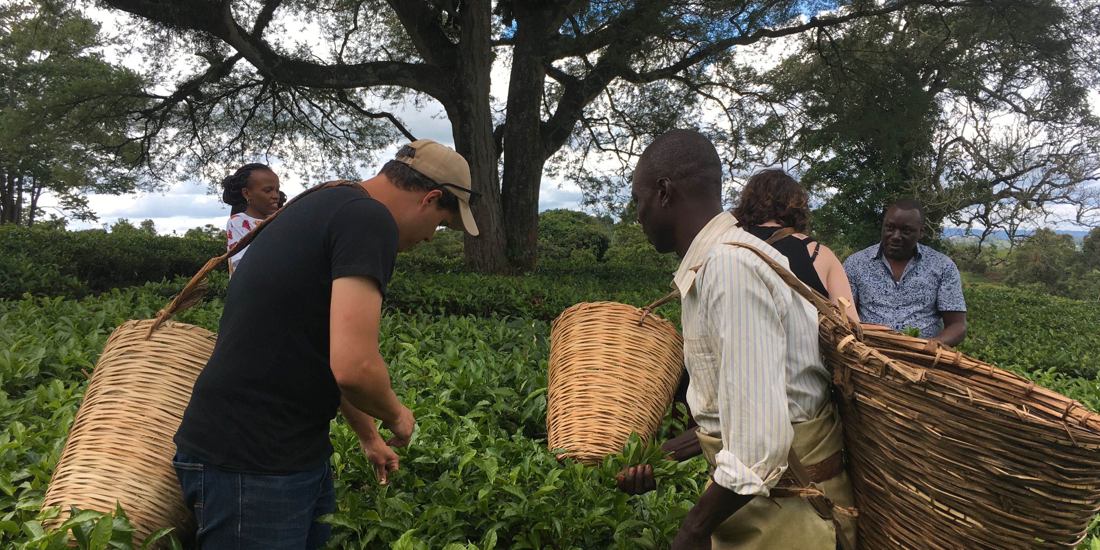 natucate-volunteering-uganda-chimpanzee-project-collecting-plants