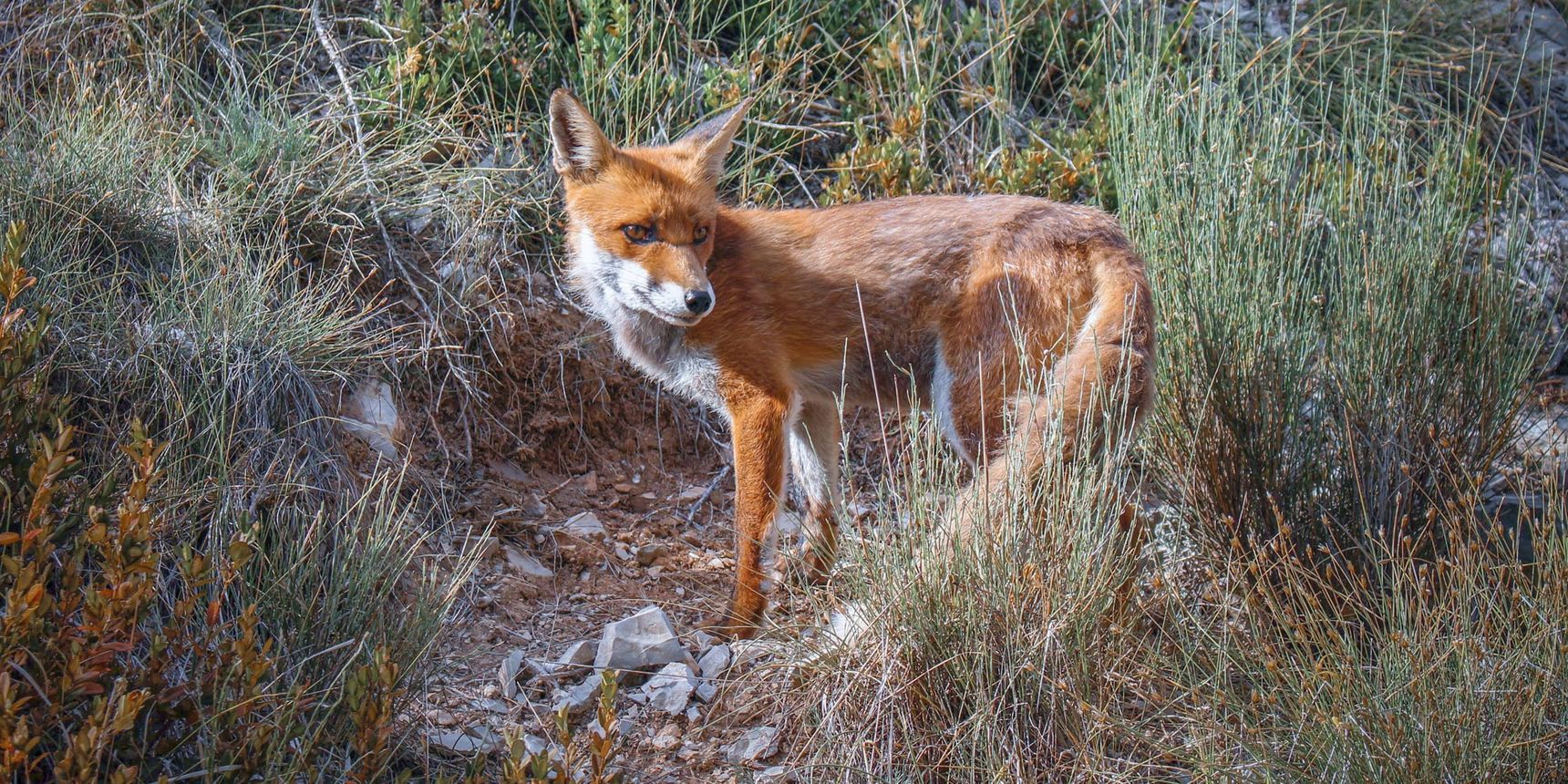Reddish fox from France (Europe) among grasses