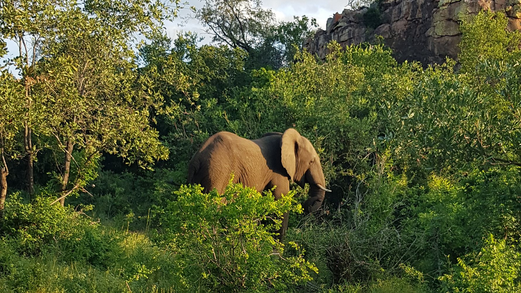 erfahrungsbericht-rangerkurs-field-guide-level-1-suedafrika-marco-elefant-natucate