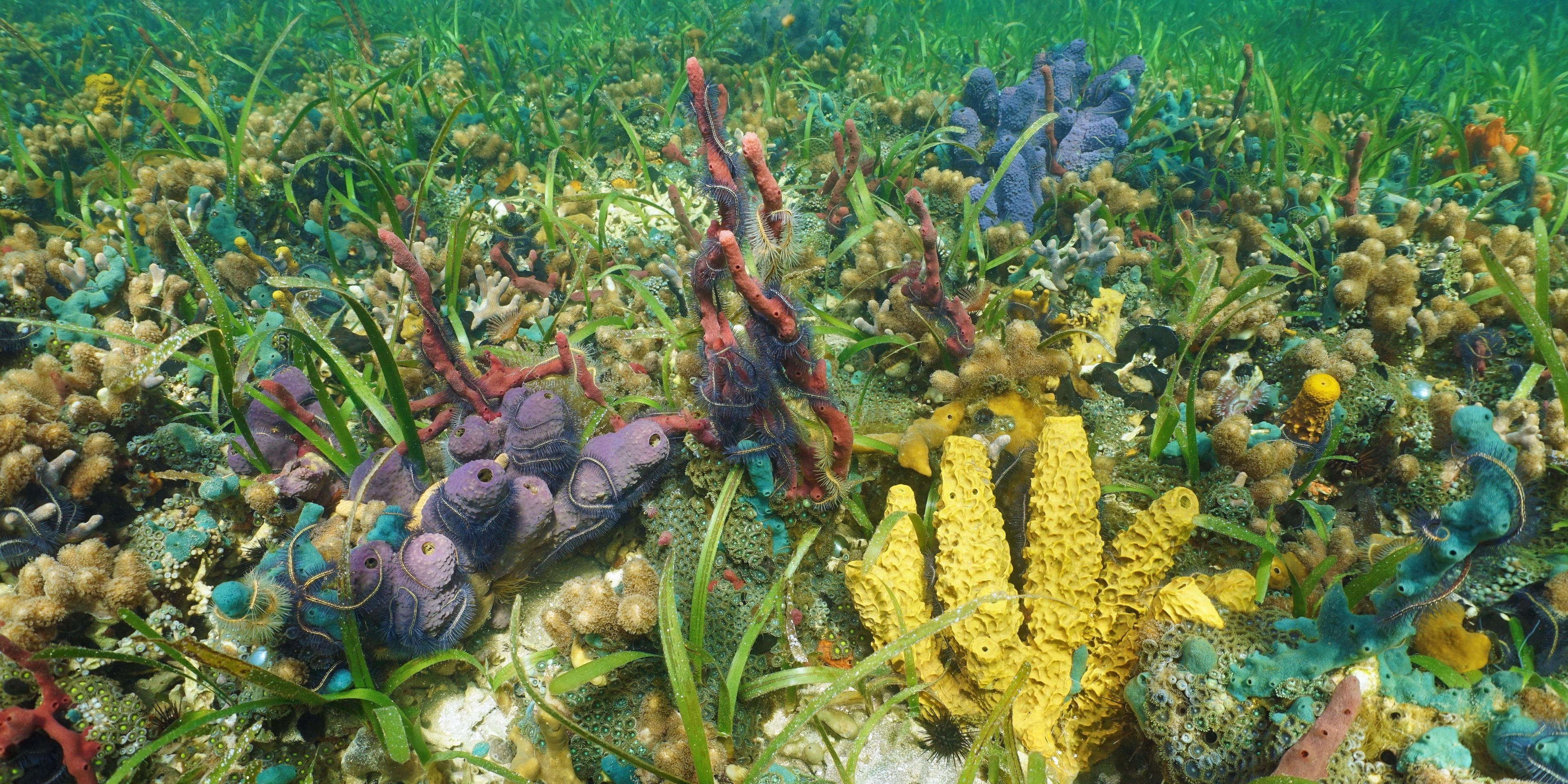 natucate-volunteering-panama-boat-people-bocas-del-toro-coral
