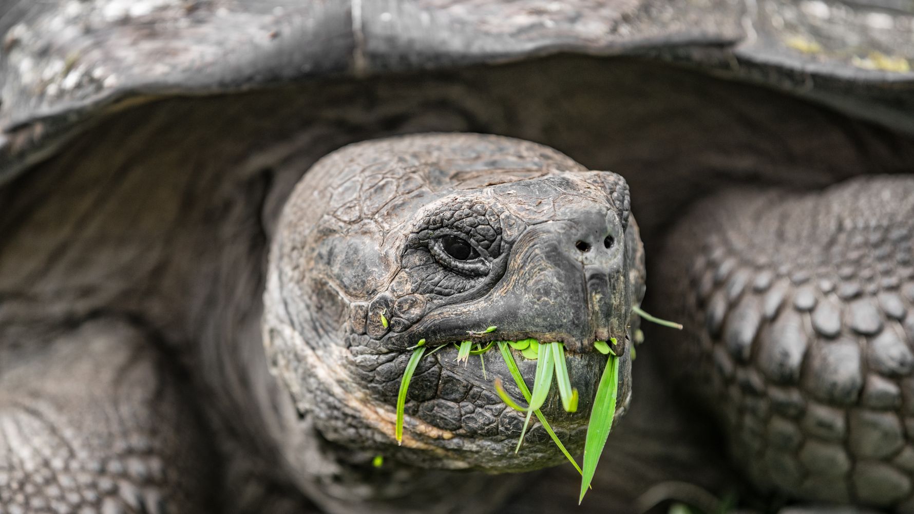 natucate-blog-knowledge-galapago-turtle