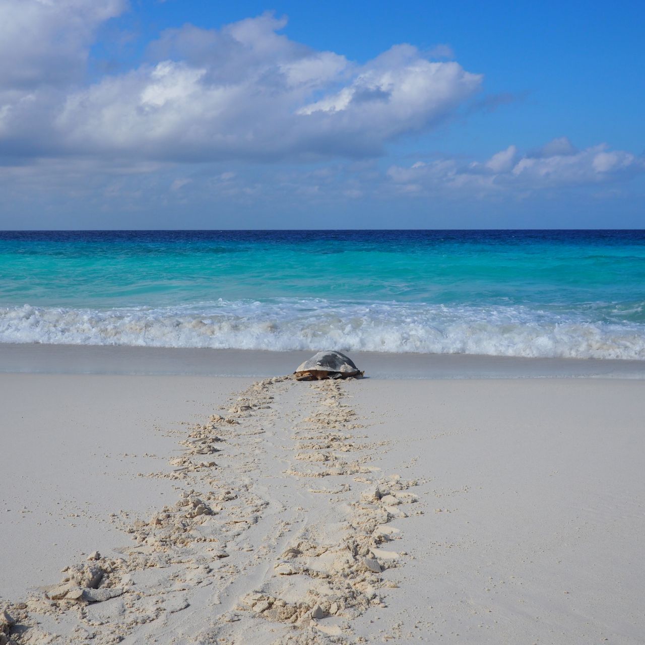freiwilligenarbeit-seychellen-erfahrungsbericht-schildroete-strand-artenschutz-natucate