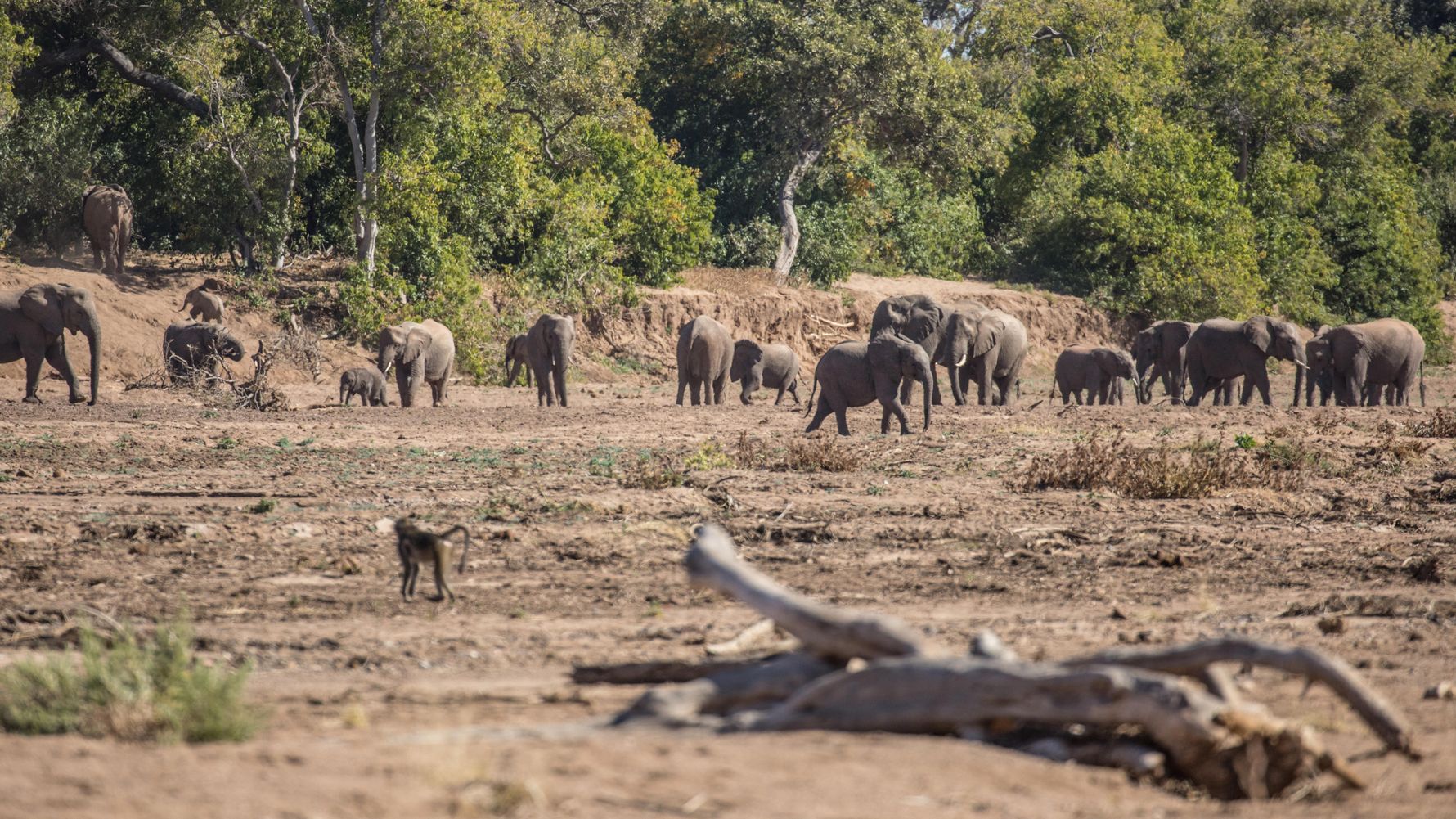 blog-ratgeber-ranger-ausbildung-ecotraining-webinar-elefanten-natucate