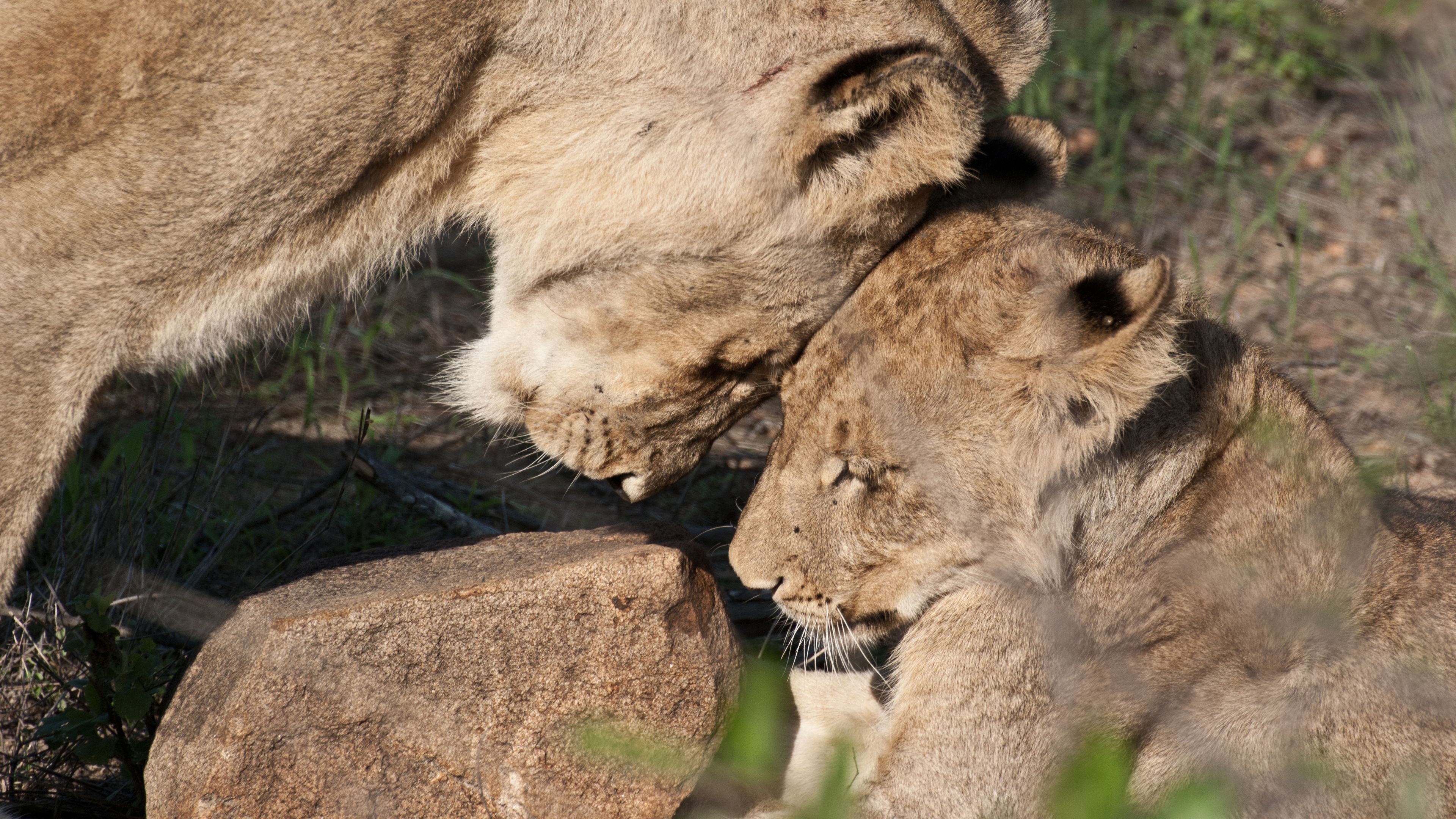 Bobachtung zweier Loewinnen in Interaktion waehrend eines Safari Trips