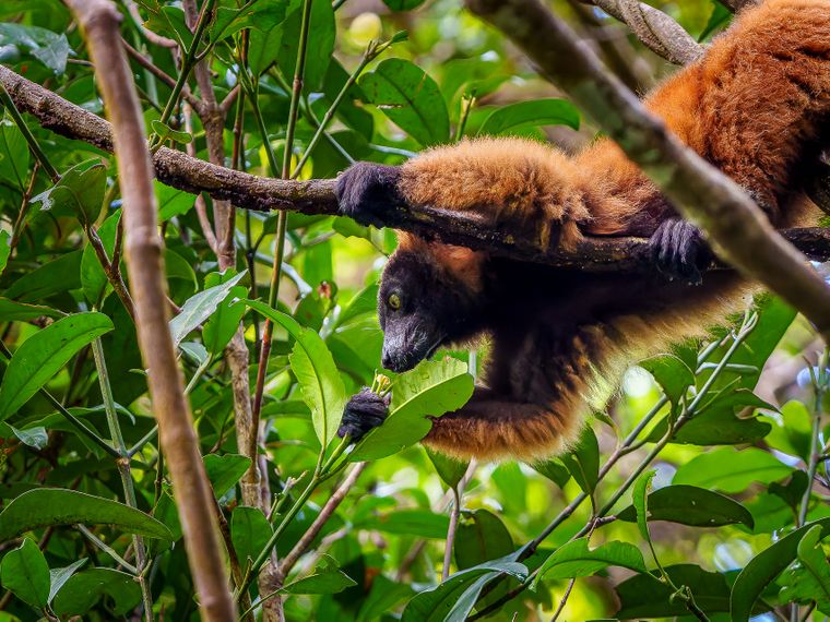 natucate-blog-wissen-madagaskar-rotstirnmaki-riechen-baum