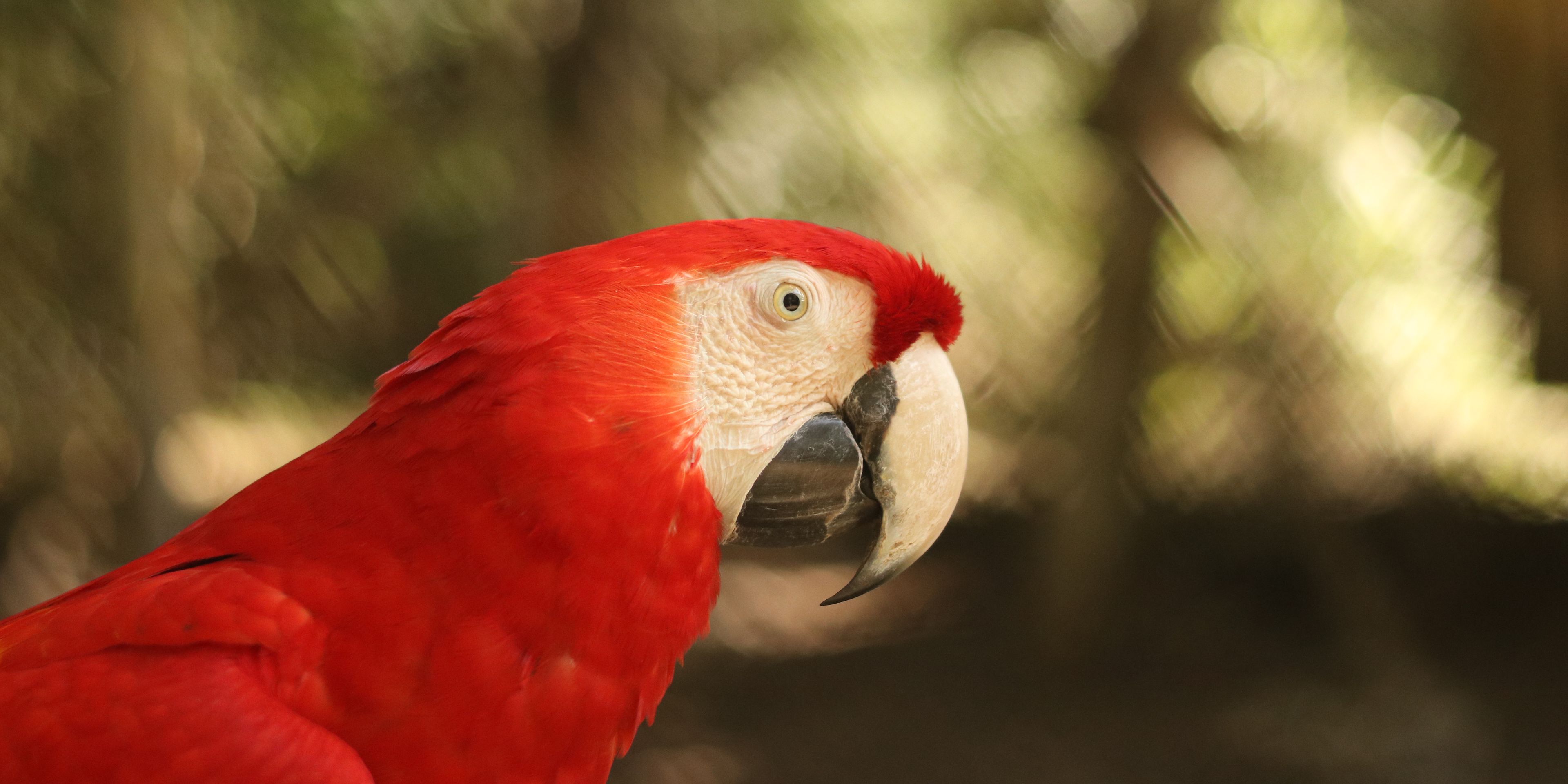 reisen-freiwilligendienst-guatemala-wildtierschutz-papagei-seitlich-rot