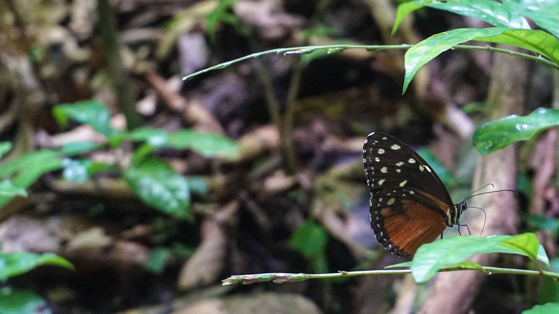 erfahrunsgbericht-costa-rica-praktikum-kundenfotos-artenschutz-schmetterlinge-natucate