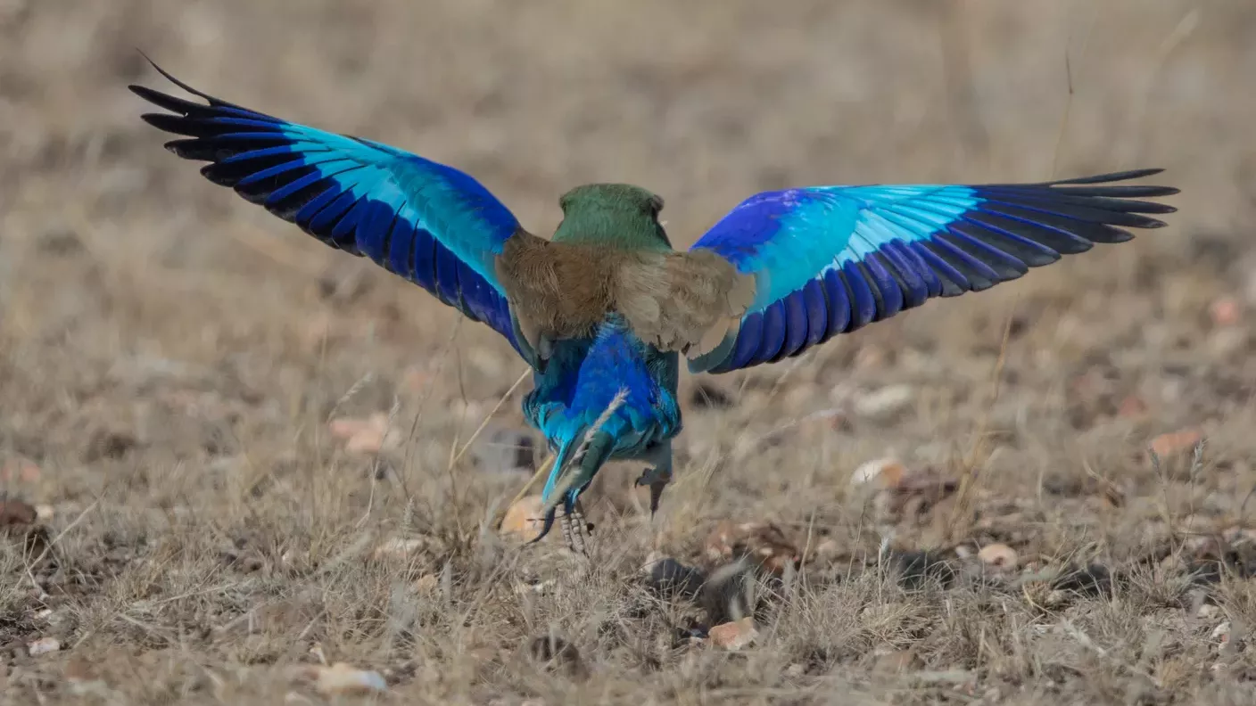 safari-botswana-fluegel-des-okavango-deltas-lilac-breasted-roller-natucate