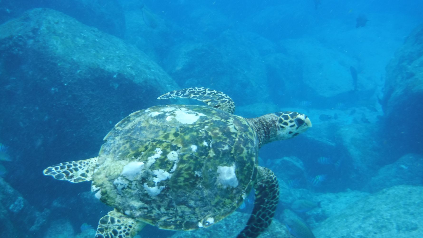 erfahrungsberichte-freiwilligenarebit-seychellen-north-island-romy-schildkroete