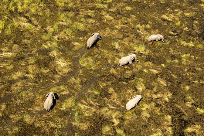 safari-expedition-botswana-setari-khwai-heli-elephants