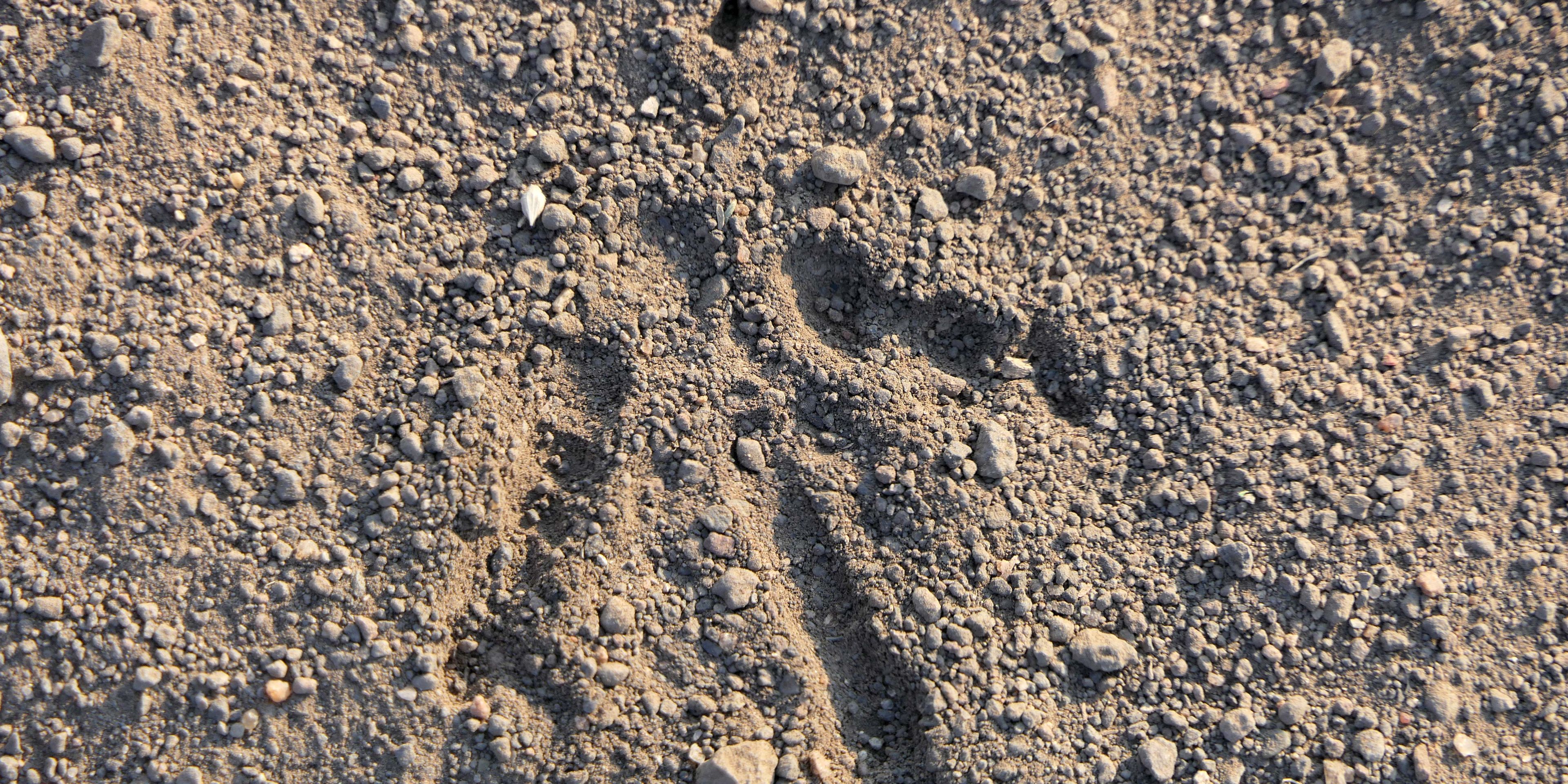 naturkurs-botswana-track-and-trail-tracking-natucate