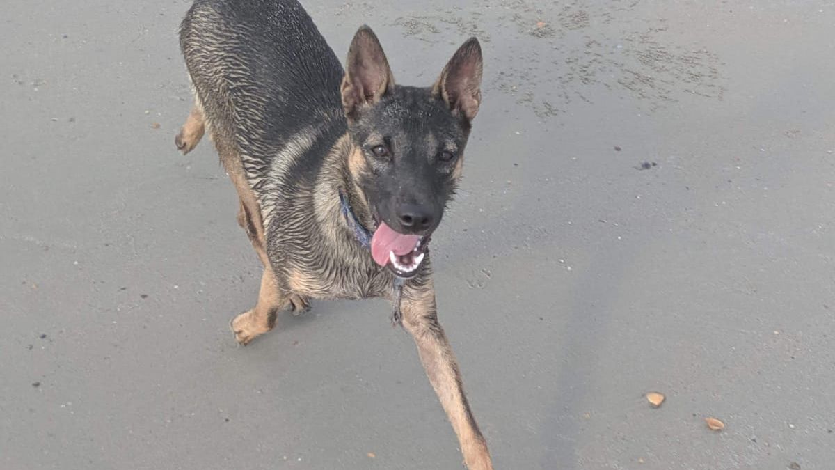 erfahrungsberichte-freiwilligenarbeit-thailand-latifa-hund