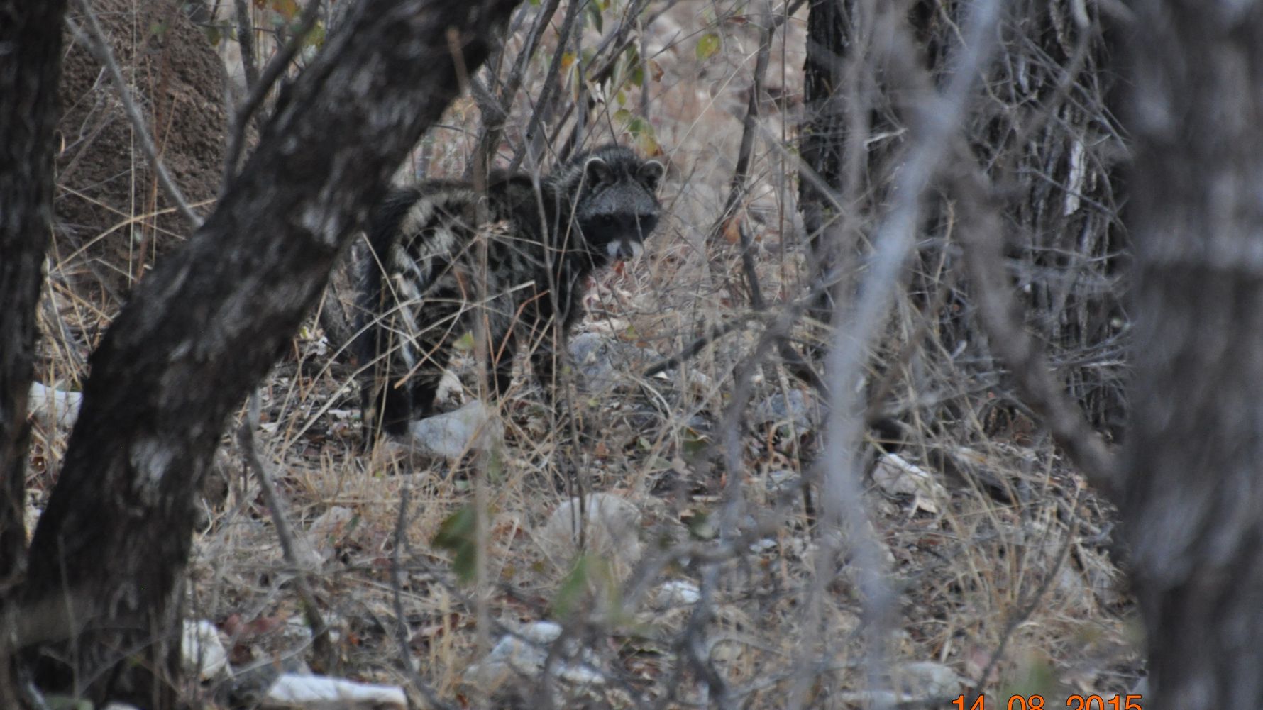 blog-naturwissen-top-10-anti-zibetkatze-natucate