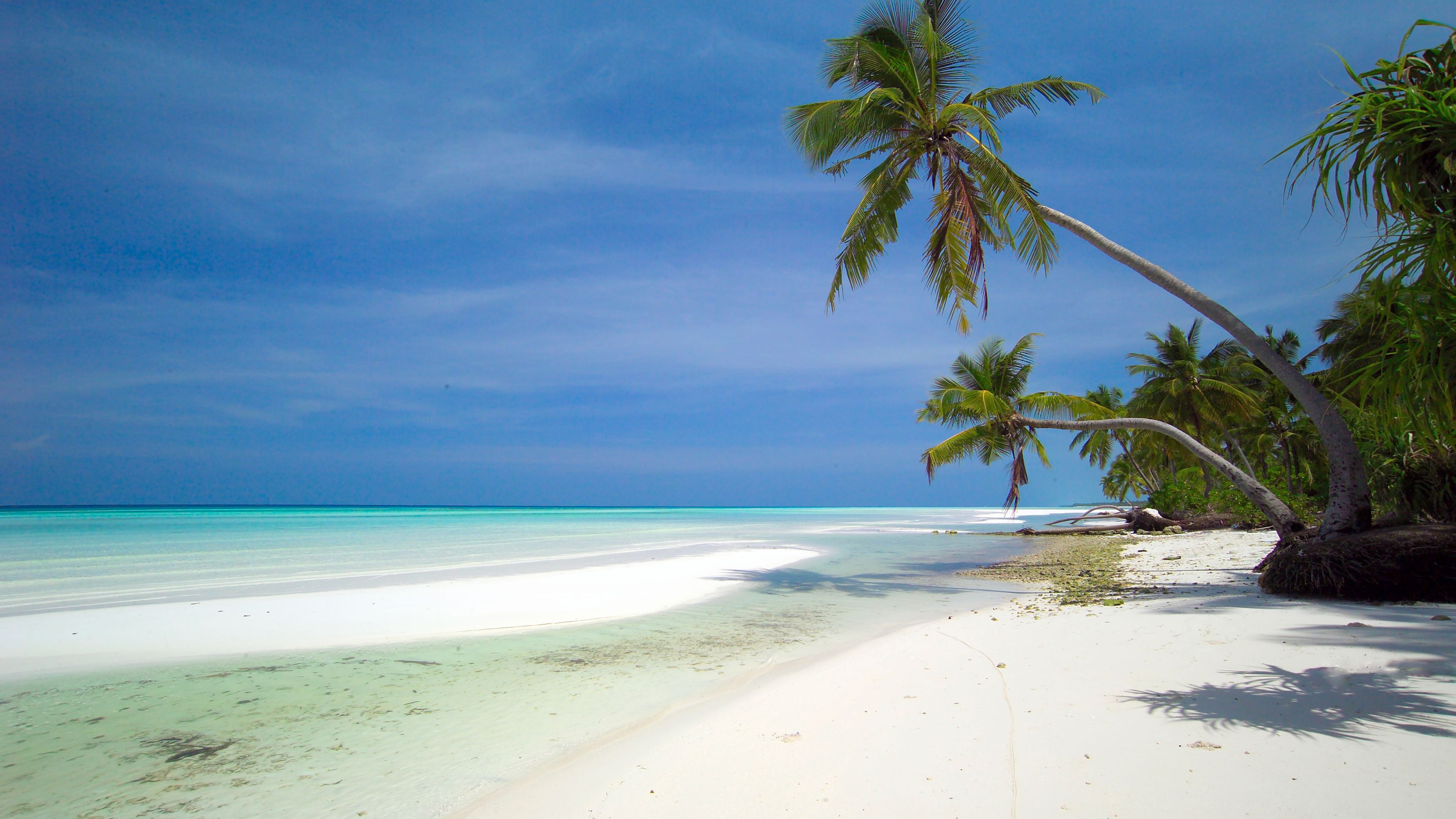 Malediven Strand und zwei Palmen