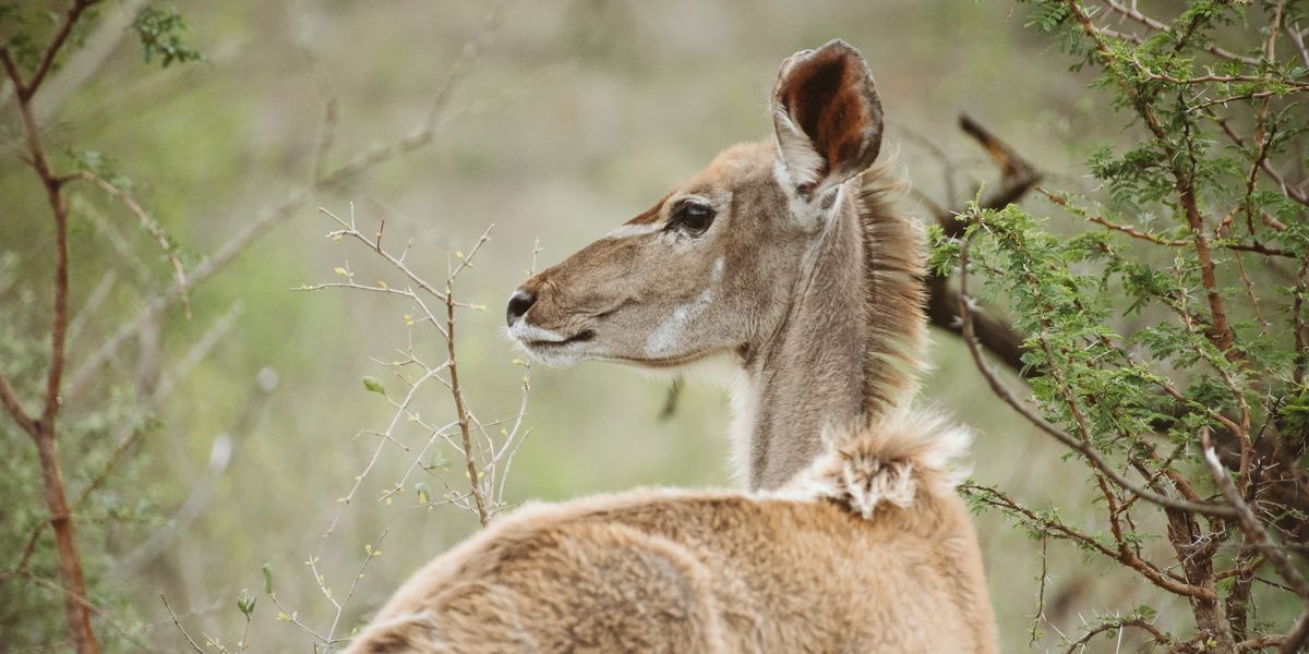 This conservation project focuses on a variety of African wildlife in South Africa.