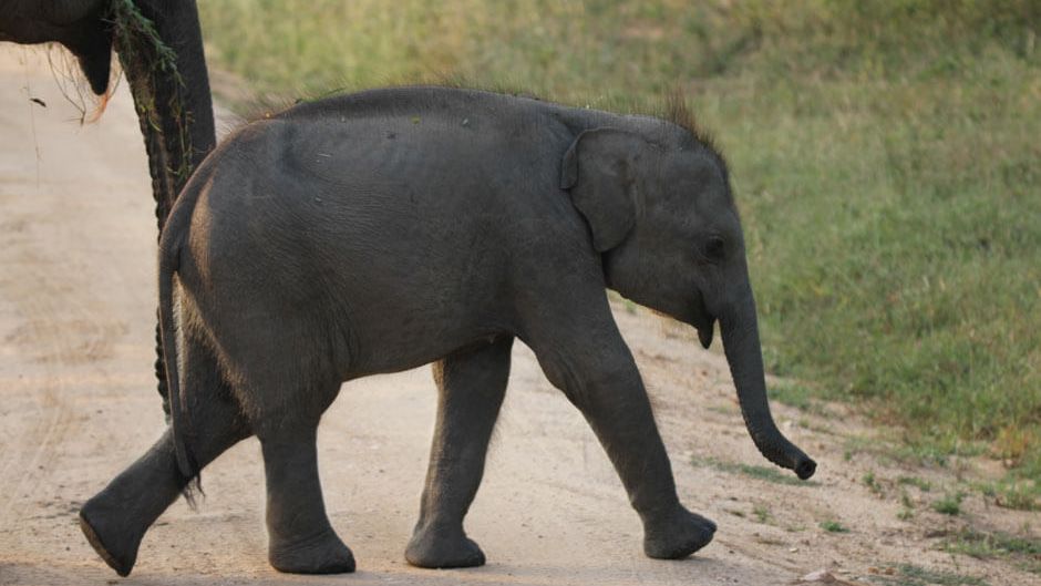 unterschied-asiatischer-afrikanischer-elefant-blog