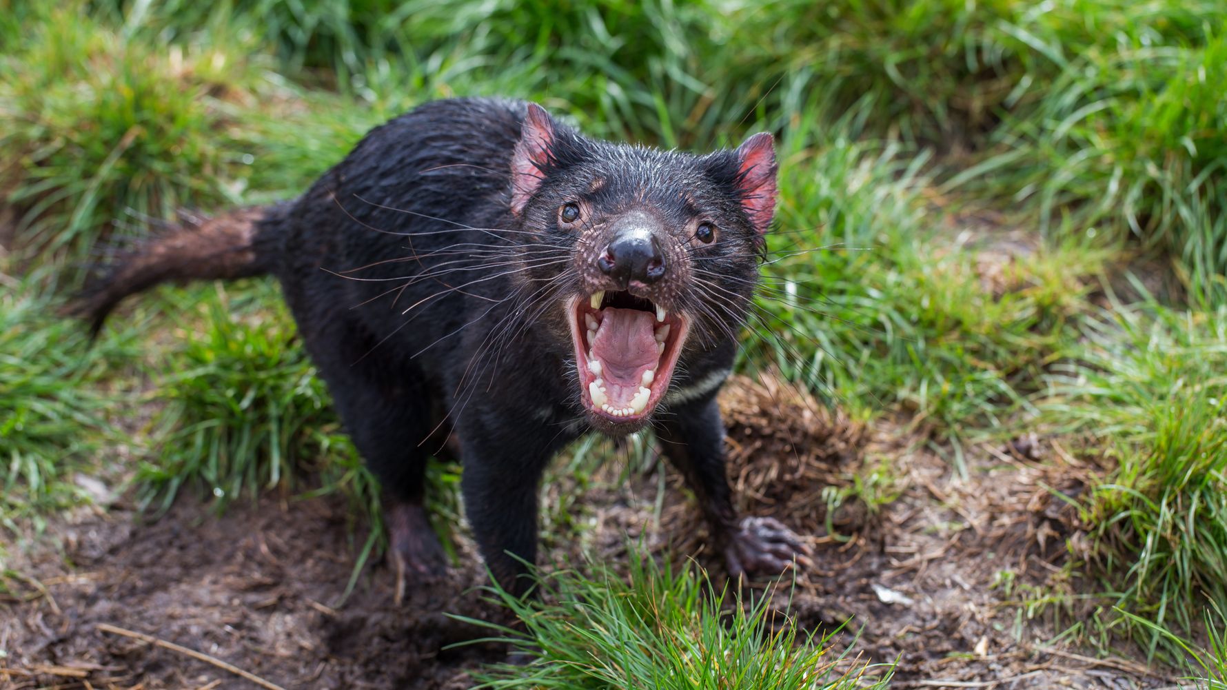 blog-ratgeber-tasmanien-australiens-gruene-insel-tasmanischer-teufel-natucate