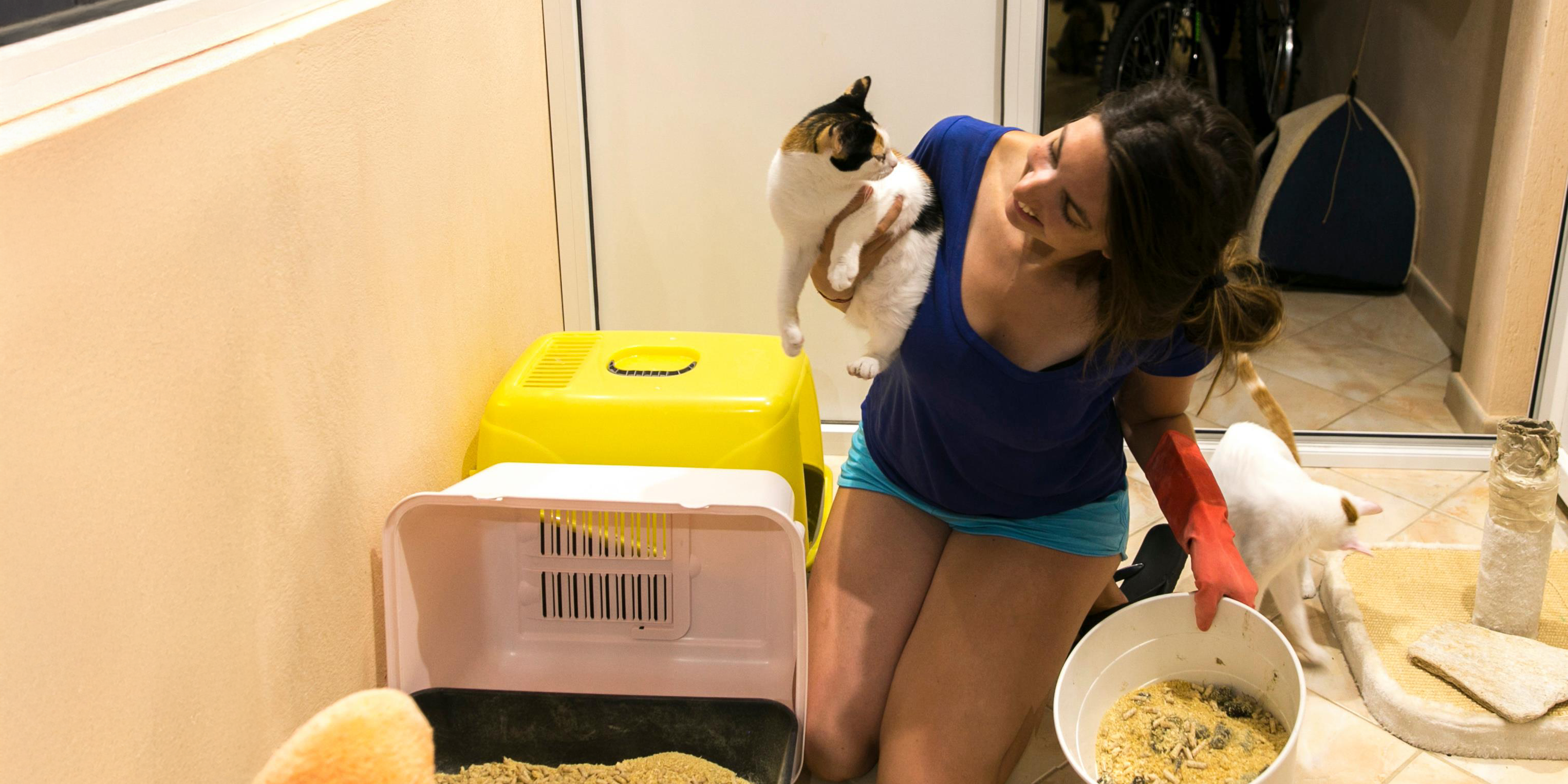 freiwilligenarbeit-griechenland-tierschutz-restaurant-volunteer-katzen-reinigung