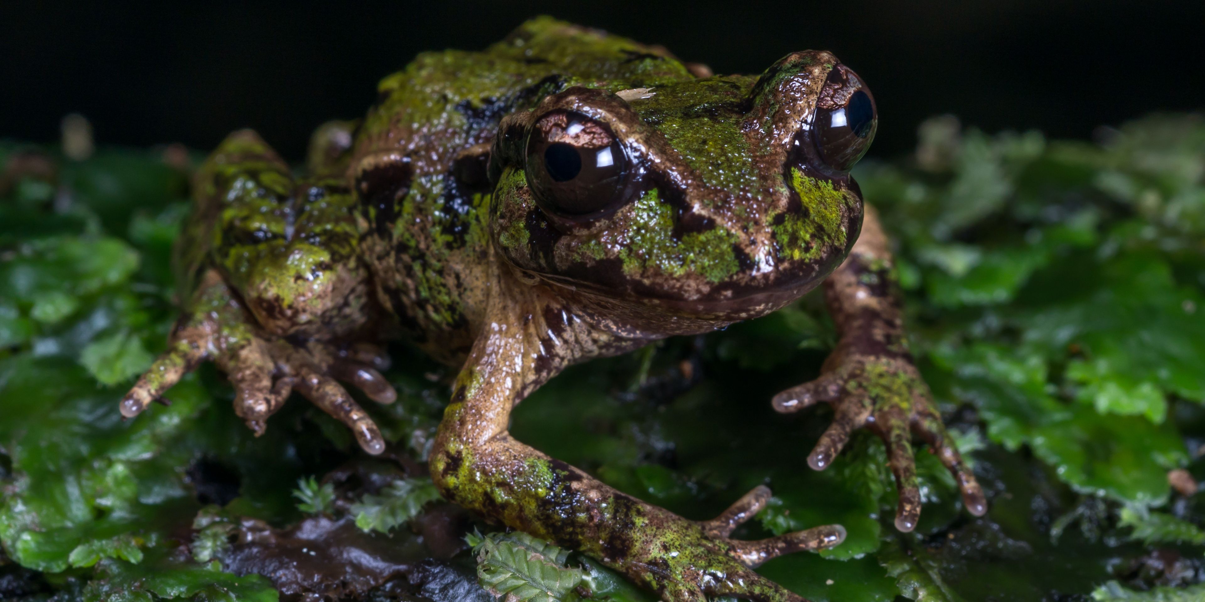 Archeys Frosch