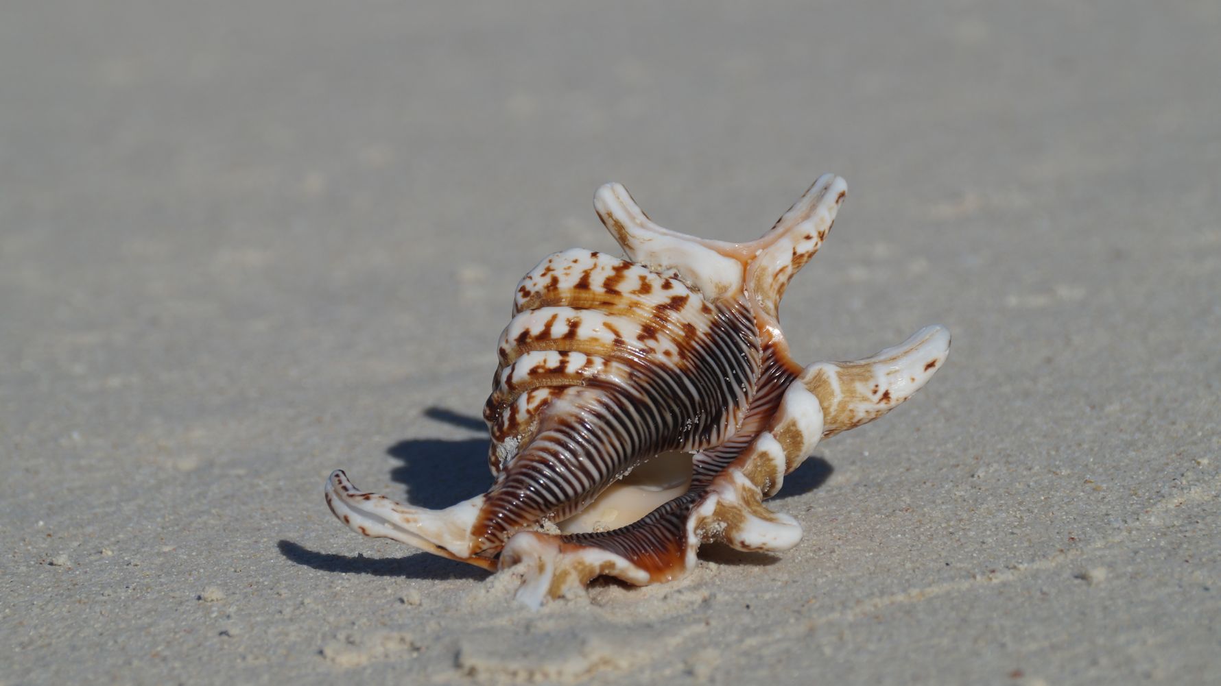 freiwilligenarbeit-seychellen-erfahrungsbericht-artenschutz-kundenfotos-muschel-natucate
