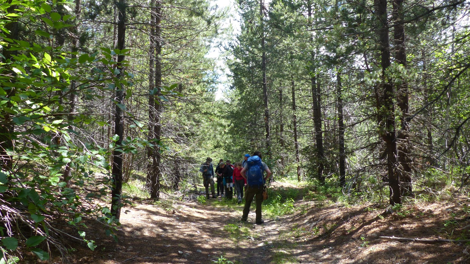 Hiking trip Canada: Hiking Guide student walking around British Columbia's forests