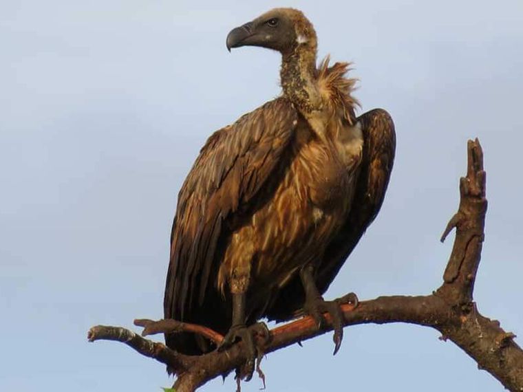 artenschutz-bedrohte-geier-afrika