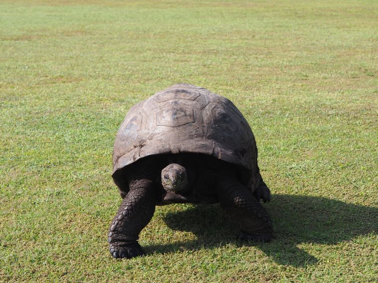 erfahrungsberichte-freiwilligenarbeit-seychellen-north-island-artenschutz-petra-lina-landschildkroete-natucate