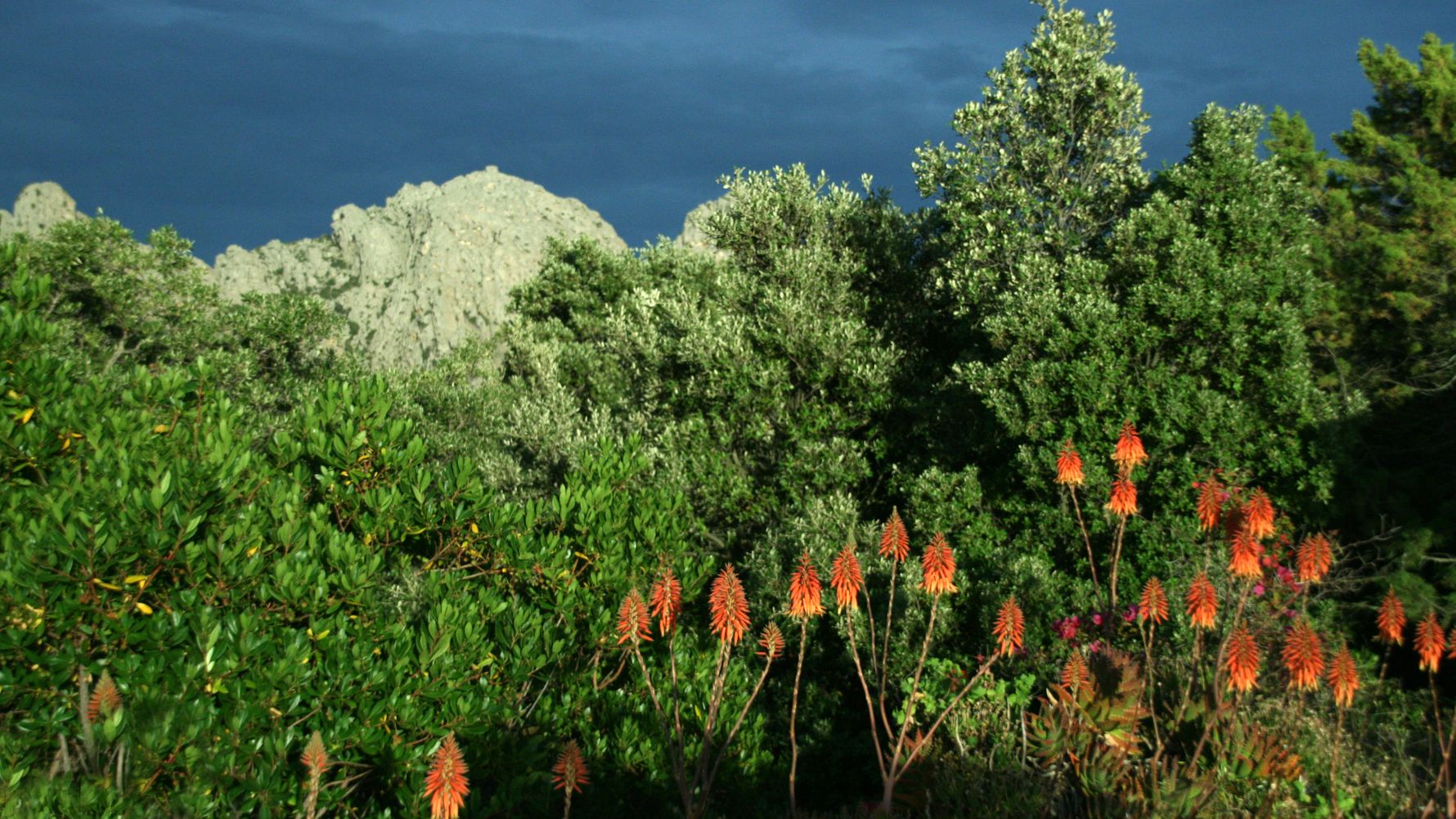 laenderinformationen-italien-flora-natucate