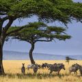 tansania-landerinformationen-serengeti-zebras-natucate