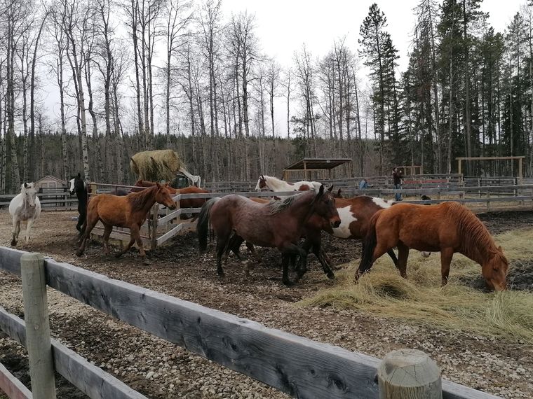 erfahrungsbericht-freiwilligenarbeit-kanada-alberta-pferdeschutz-pferde-luisa-natucate