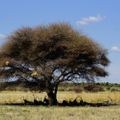 A herd of Oryx gazella rests in the shade under a tree in the vast savannah landscape of the !Khamab Kalahari Reserve in South Africa.