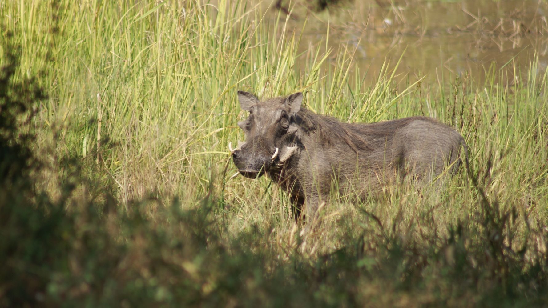 Warthog in the grass