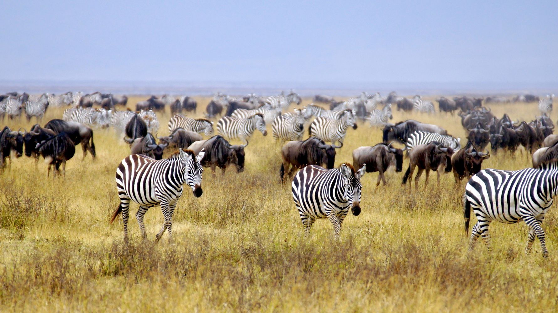 landingpage-rangerkurs-kenia-zebras-natucate