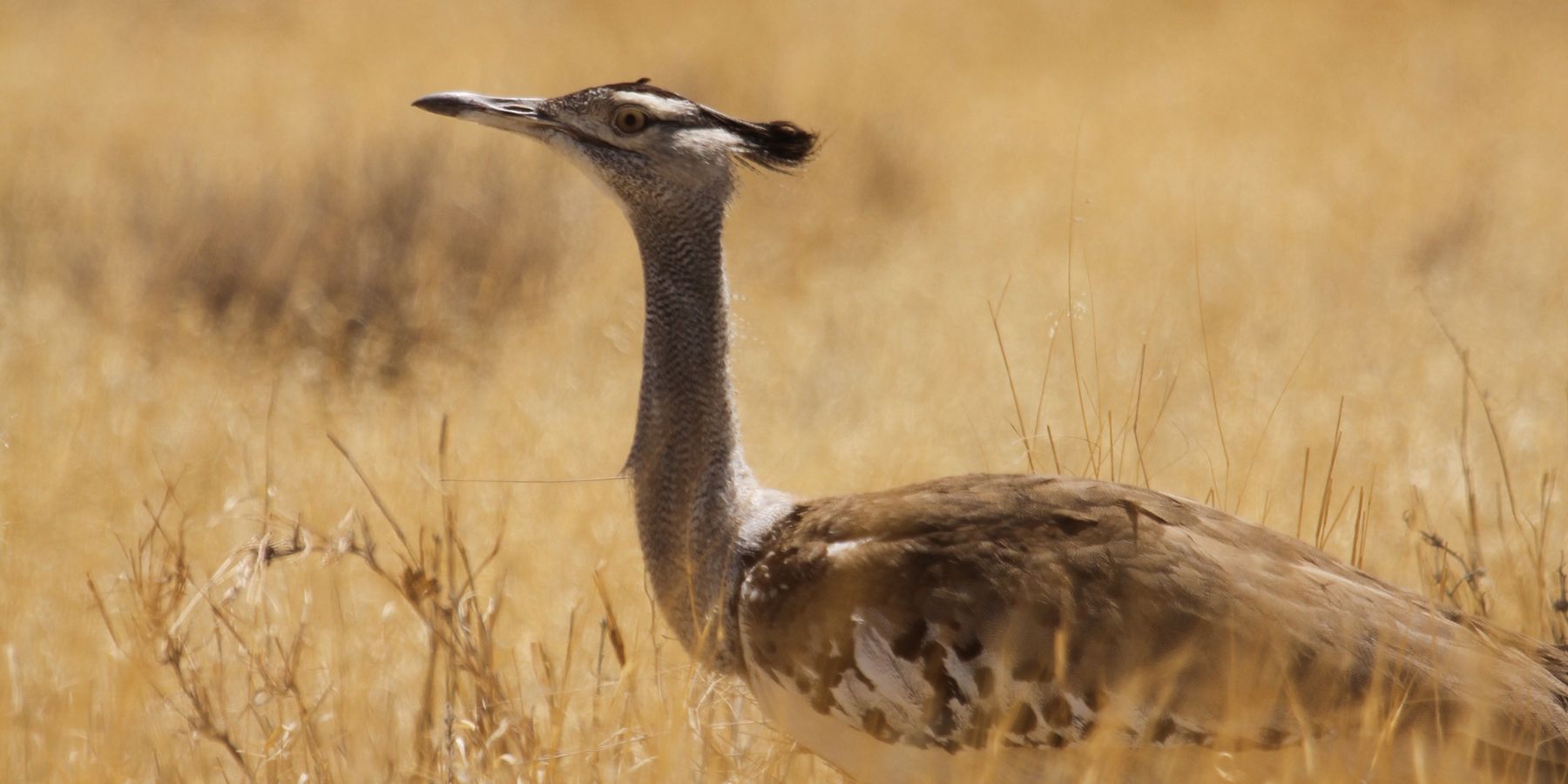 A giant bustard (a large bird species) is on the ground in yellowish grasses.