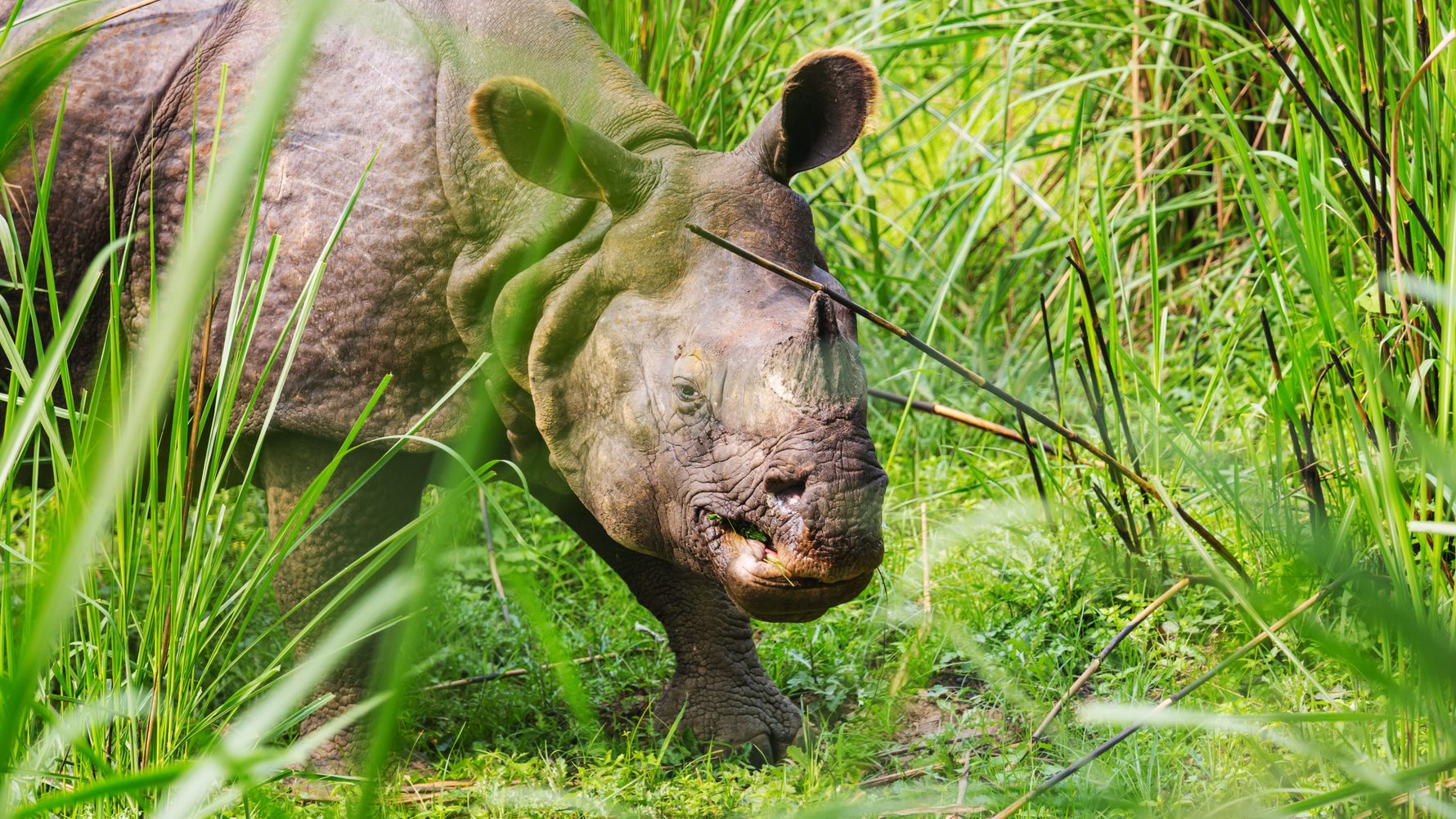 Rhino