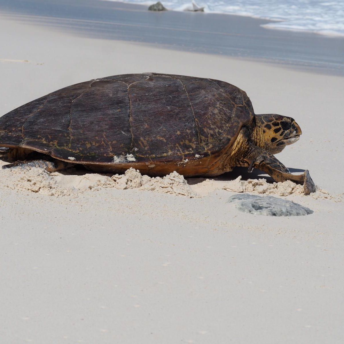 erfahrungsbericht-freiwilligenarbeit-costa-rica-adeline-schildkroete-strand
