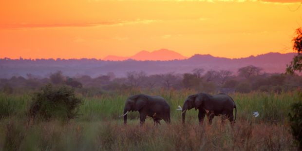 Elephants in Malawi during sunset