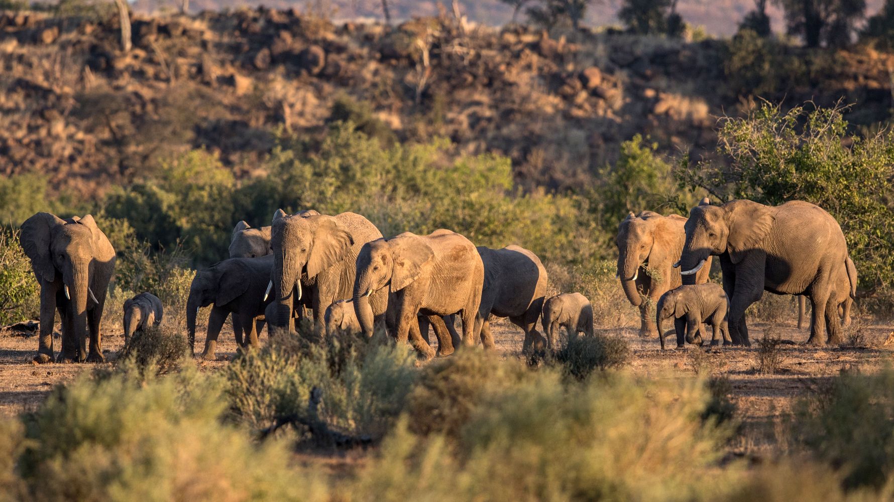 blog-ratgeber-fuenf-gruende-safari-botswana-elefanten-natucate