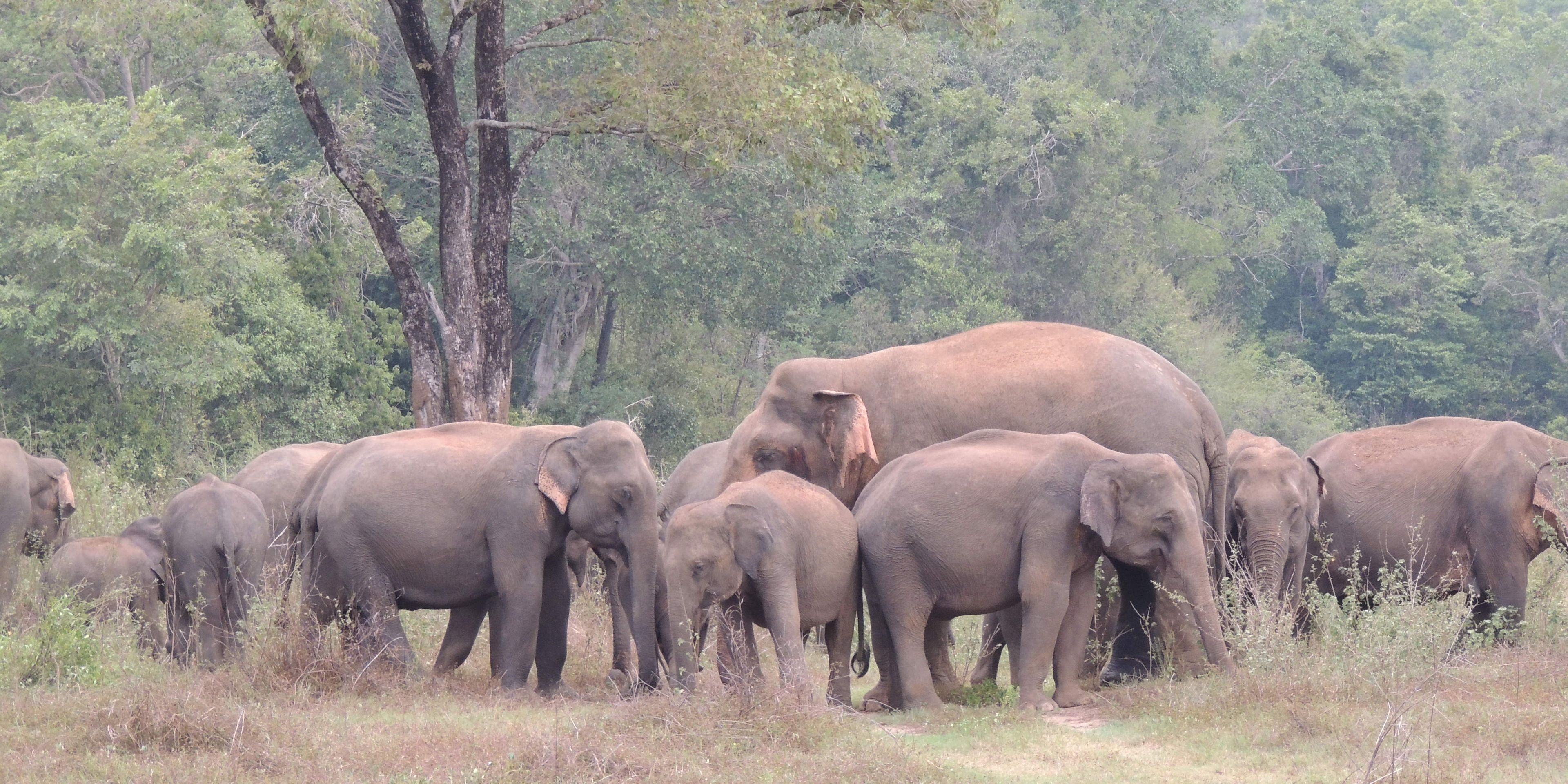 Eine Herde von Elefanten zieht durch den Wasgamuwa Nationalpark in Sri Lanka.