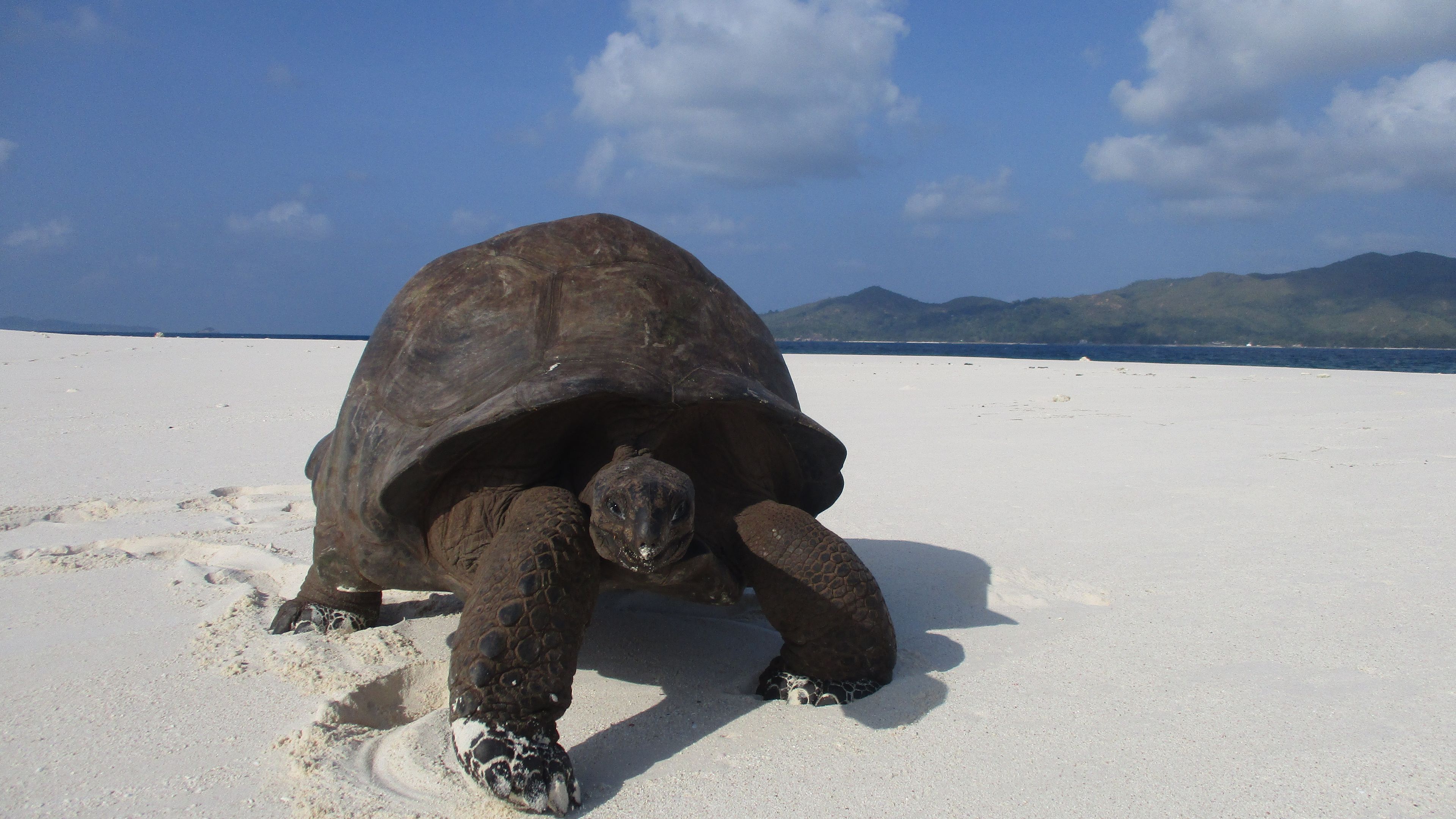 A large Tortoise is standing on the white sany beach of Cousin Island