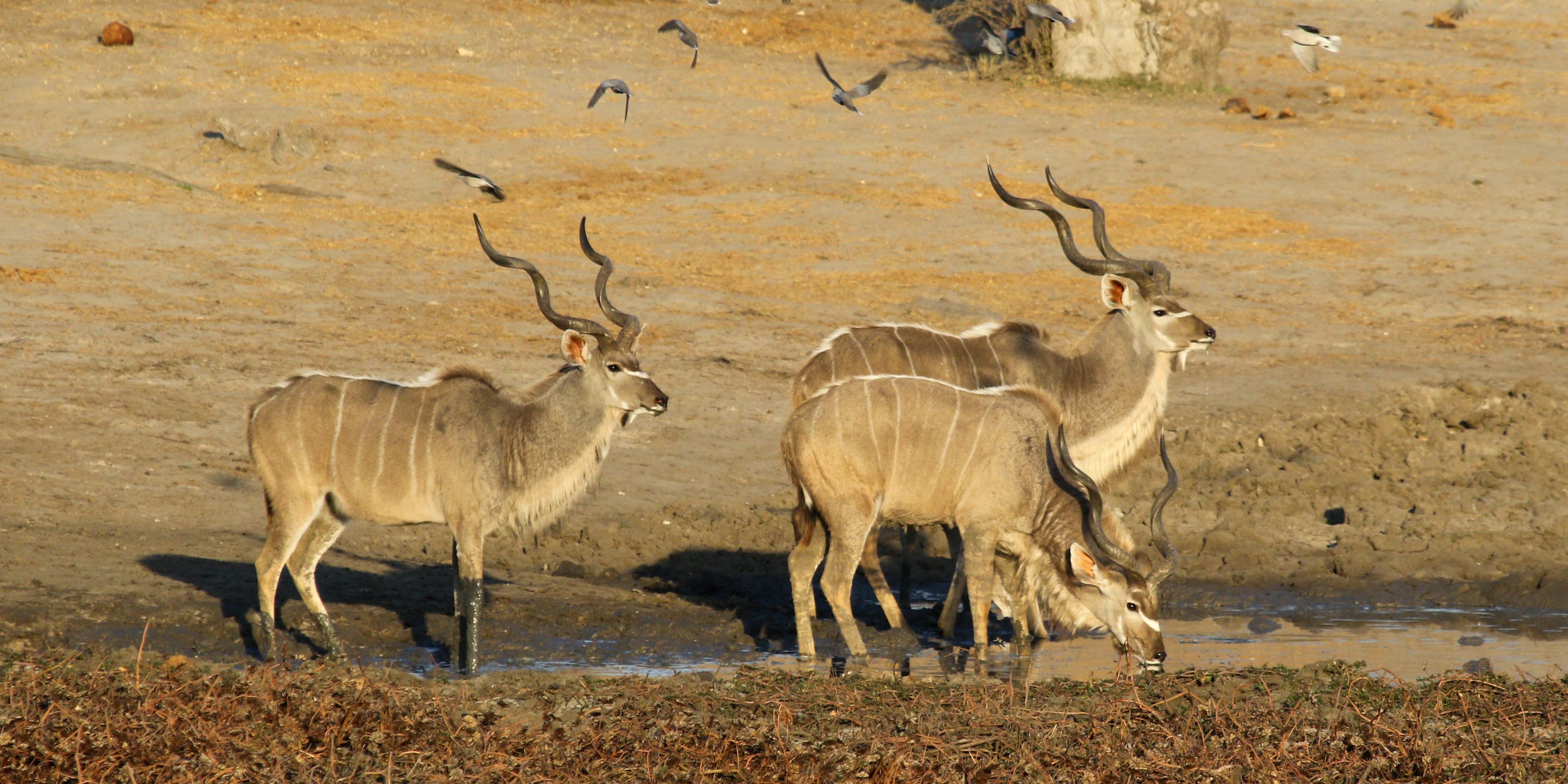 natucate-private-wilderness-experience-hwange-zimbabwe-kudu-bulls