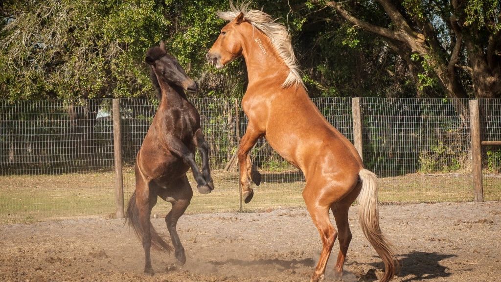 naturwissen-blog-mustangs-pferde-usa