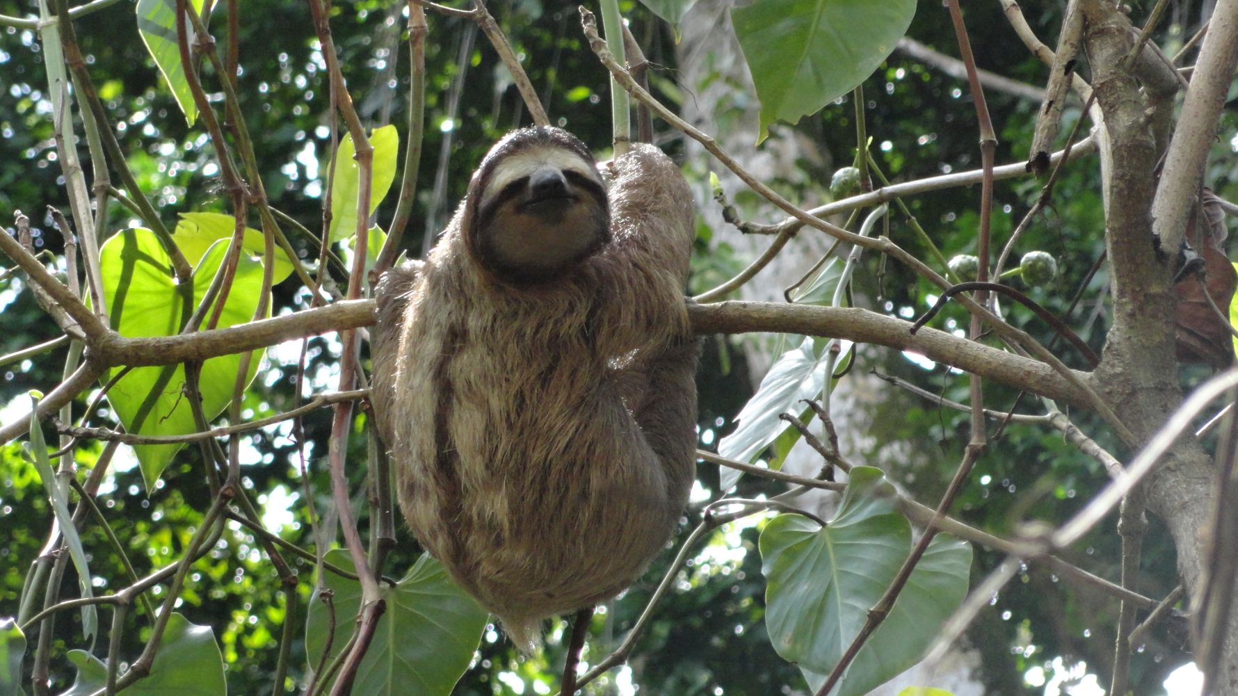 Ein Faultier haengt von einem Ast im Regenwald Costa Rica