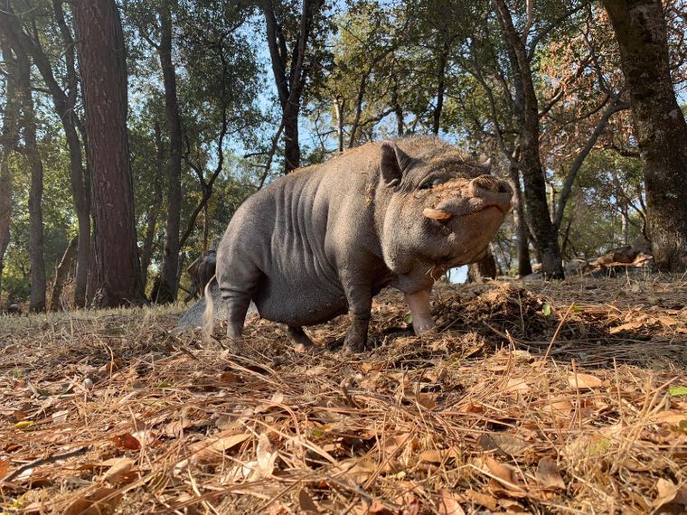erfahrungsberichte-freiwilligenarbeit-usa-vegan-farm-sandra-haengebauchschwein